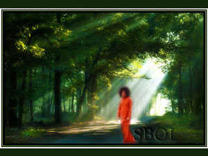 sathya-sai-baba-sunny-woodland-forest-woods